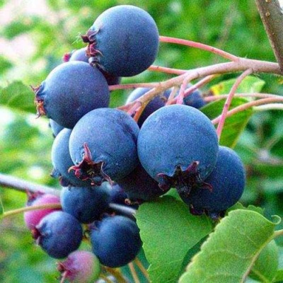 Ирга ПЕМБИНА в Истре