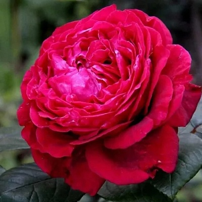 Роза 4 ВЕТРОВ флорибунда  в Истре