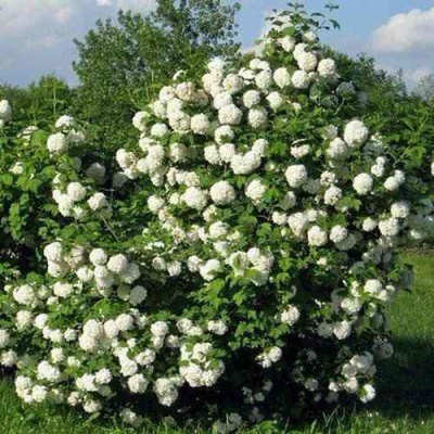 Калина БУЛЬДЕНЕЖ в Истре