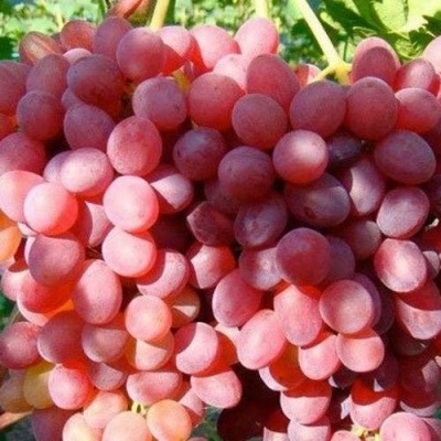 Виноград КИШМИШ КРАСНЫЙ в Истре