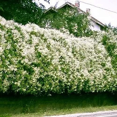 Фаллопия Фаллопия в Истре