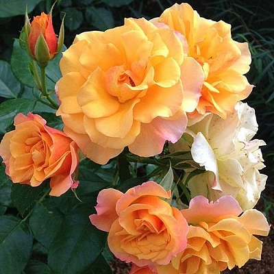 Роза ТЕКИЛА флорибунда  в Истре