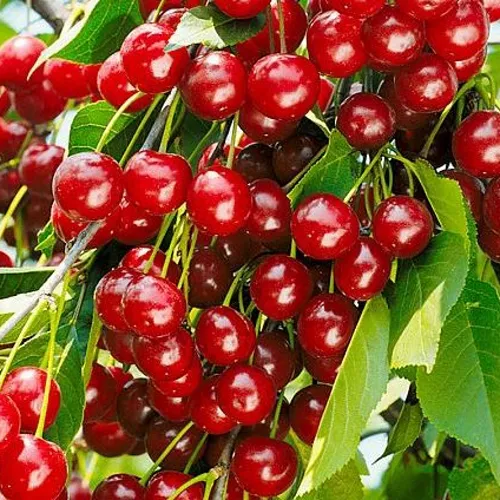 Вишня БРУСНИЦЫНА степная в Истре