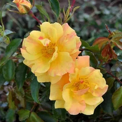 Роза АНГЕЛИНА ФРЕСКА флорибунда  в Истре