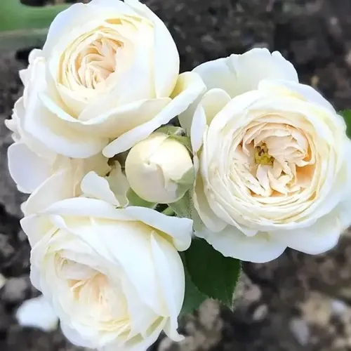 Роза АРТЕМИС шраб в Истре