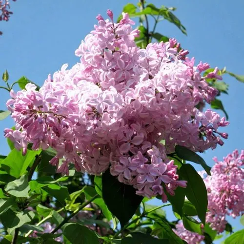 Сирень БУФФОН в Истре